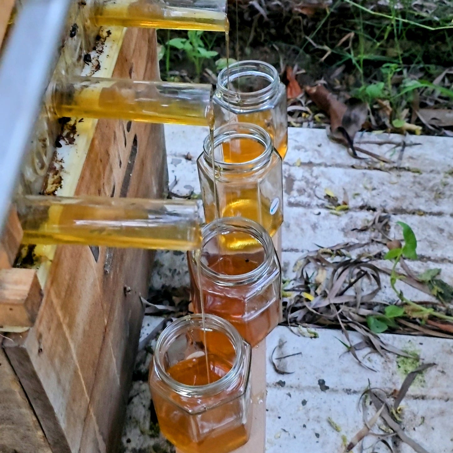 Raw Honey - Honey from the Flow Triple Pack